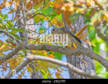 Ein Shikra-Vogel, der auf einem Ast eines Baumes im Kanha Tiger Reserve, Madhya Pradesh, Indien, thront Stockfoto