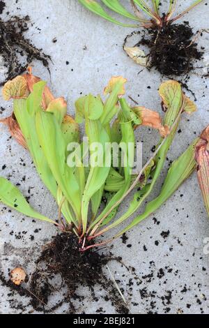 Nahaufnahme von Canivorous gelbe Kannenpflanzen Stockfoto