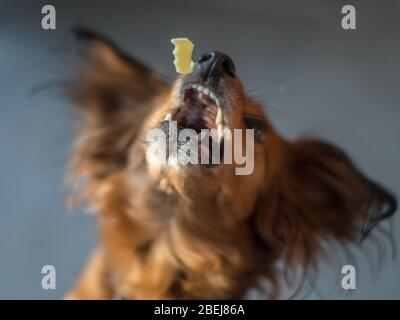 Isolierte Nahaufnahme eines einzigen roten Pelzes kleinen Hund Porträt Fütterung und Spaß haben - Israel Stockfoto
