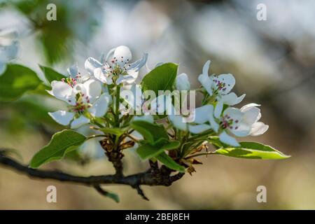 Blühende weiße Blüten eines Kirschbaums Stockfoto
