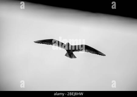 Schwarze Silhouette der Möwe im Flug mit ausgebreiteten Flügeln auf dem weißen Himmel Hintergrund Stockfoto