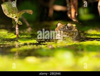 Ein gewöhnlicher Frosch (Rana temporaria) liegt halb unter Wasser in einem Warwickshire Gartenteich