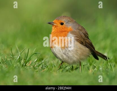 Ein Robin (Erithacus rubecula) auf einem Warwickshire Rasen Stockfoto