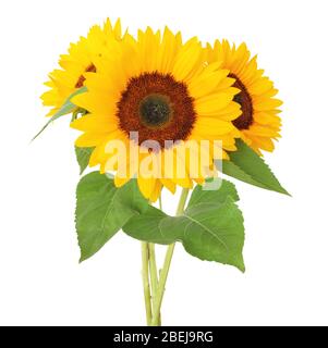 Drei Sonnenblumen (Helianthus annuus, Asteraceae) isoliert auf weißem Hintergrund, inklusive Clipping-Pfad. Deutschland Stockfoto