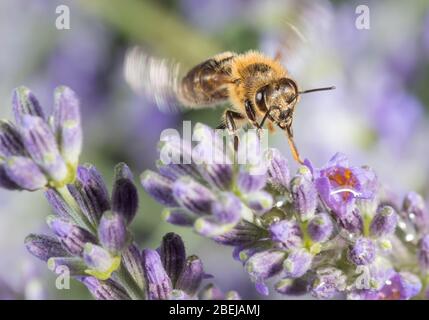 Nahaufnahme Biene auf einem Lavendel. Biene bei der Arbeit auf Lavendel. Honigbiene bestäubt eine Lavendelblume. Stockfoto