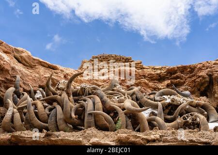 Haufen von Tierschädeln in der Nähe von kleinen alten tibetischen Kloster auf dem Heiligen See Manasarovar, Tibet Stockfoto