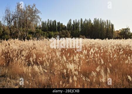 Bereich mit Pampas Gras-Cortaderia selloana überfüllt. JiaYu Pass Festung-Jiayuguan Stadt-Gansu-China-0800 Stockfoto