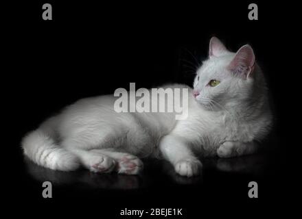 Sitzende weiße Katze mit grünen Augen, auf isoliertem schwarzen Hintergrund mit Reflexion, wegschauen. Stockfoto