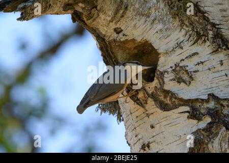 Eurasischer Nuthatch (Sitta europaea). Ein schöner orange-grauer Vogel, der auf einem Baum thront und in ein kleines Loch auf blauem Himmel blickt. Stockfoto