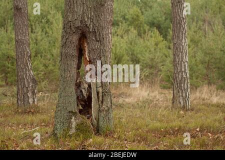 Alter Baum mit Moos bedeckt und ein Loch in der Mitte. Stockfoto