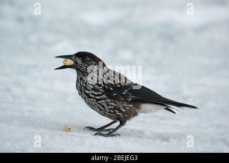 Gefleckte Nussknacker Vogel (Nucifraga caryocatactes) auf verschneiten Hintergrund mit einer Erdnuss mit einer Nuss im Schnabel. Stockfoto