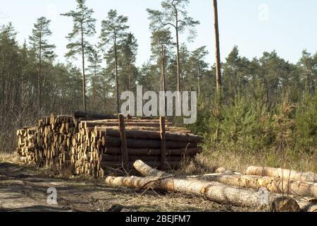 Frisch geschnittene und angeordnete Bäume bereit für die Entfernung aus dem Wald und Verkauf. Stockfoto