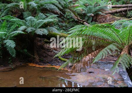 Natürlicher Teich auf Waldboden mit Laub Streu gebrochene Bäume und Farn Wedel der Otway Redwood Forest. Stockfoto