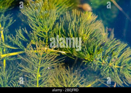 Hornkraut (starres Hornkraut, Ceratophyllum demersum, Coontail), eine Oxygenator, sauerstoffreichende, frei schwimmende Teichpflanze, Großbritannien Stockfoto