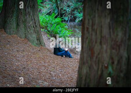 Victoria Australien - März 19 2020; Frau, die auf dem Waldboden zwischen Bäumen durch Strom sitzt und auf ihrem Schoß in Buch schreibt. Stockfoto