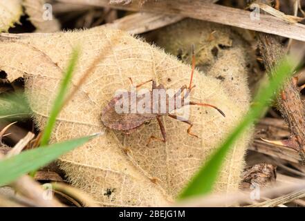 Dock Bug (Coreus marginatus) Erwachsene, Großbritannien Stockfoto