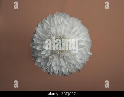 Chrysantheme auf hellbraunem Hintergrund Stockfoto