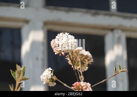 Weiße Blüten von virbunum burkwoodii Anne Russel, Osterschneball vor Holzfenster. Schönes Konzept für idyllischen Landgarten. Stockfoto