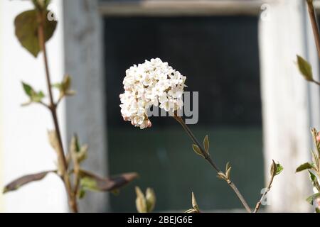 Weiße Blüten von virbunum burkwoodii Anne Russel, Osterschneball vor Holzfenster. Schönes Konzept für idyllischen Landgarten. Stockfoto