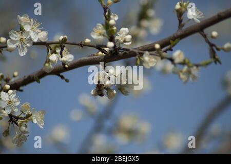 Honigbiene bestäubt Frühlingsblumen von Obstbäumen im Obstgarten. Stockfoto