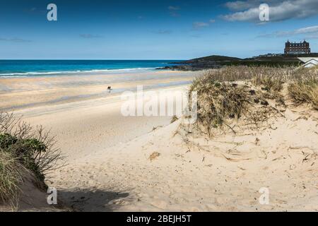 Marram Grass Ammophila arenaria wächst auf dem Sanddünensystem mit Blick auf den Fistral Beach in Newquay in Cornwall. Stockfoto