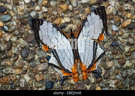 Geradeausfahrt Flügel - Cyrestis nivea, schöner farbiger Schmetterling aus südostasiatischen Wiesen und Wäldern, Malaysia.