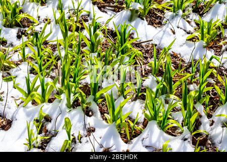 Plötzlich schneite es im Frühling. Grüne Blütensprossen auf einem Rasen in der Frostnahaufnahme. Stockfoto