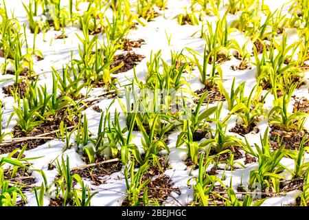 Plötzlich schneite es im Frühling. Grüne Blütensprossen auf einem Rasen in der Frostnahaufnahme. Stockfoto