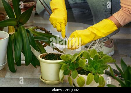 Gärtner übergeben gelbe Handschuhe, die Pflanzen in einen neuen Topf verpflanzen. Frau, die sich um die heimischen Pflanzen kümmert. Gartenarbeit im Haus. Stockfoto