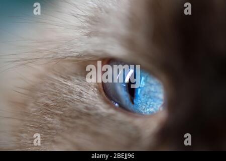 Ragdoll Katze mit blauen Augen Stockfoto