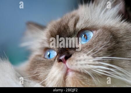 Ragdoll Katze mit blauen Augen Stockfoto