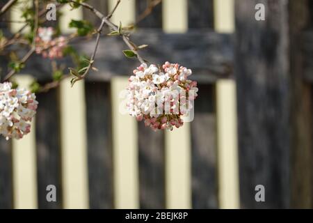 Weiße Blüten von virbunum burkwoodii Anne Russel, Osterschneball vor dem Holzzaun. Schöner Hintergrund für eine Montage, mit Kopierraum. Stockfoto