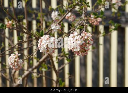 Weiße Blüten von virbunum burkwoodii Anne Russel, Osterschneball vor dem Holzzaun. Schöner Hintergrund für eine Montage, mit Kopierraum. Stockfoto