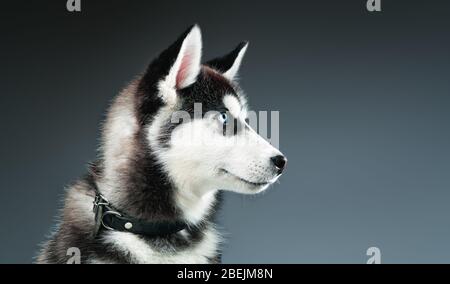 Portrait von sibirischen Husky im Studio. Nahaufnahme. Stockfoto