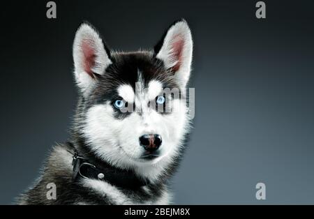 Portrait von sibirischen Husky im Studio. Nahaufnahme. Stockfoto