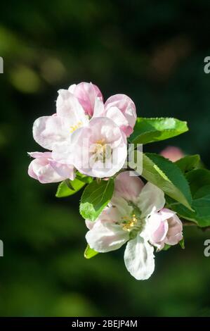 Bramley Apfelblüte, Malus domestica Stockfoto