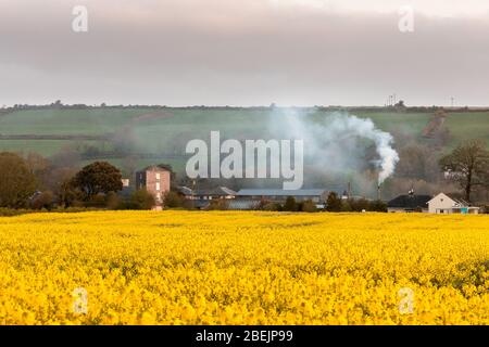 Shanagarry, Cork, Irland. April 2020. Die Morgensonne erhellt ein Feld von Raps im Ballymaloe House und auf dem Bauernhof Shanagarry in East Cork, Irland. - Credit; David Creedon / Alamy Live News Stockfoto