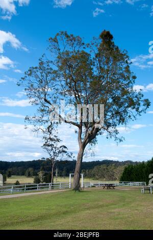 MoGo Australia, Picknickplatz unter Eukalyptusbäumen vor blauem Himmel Stockfoto