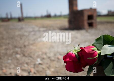 Auschwitz, Oswiecim, Polen - 02. August 2018: Auschwitz Birkenau ein ehemaliges Vernichtungslager der Nazis in Brzezinka. Rote Rosen und Kasernen in Brzezinka le Stockfoto