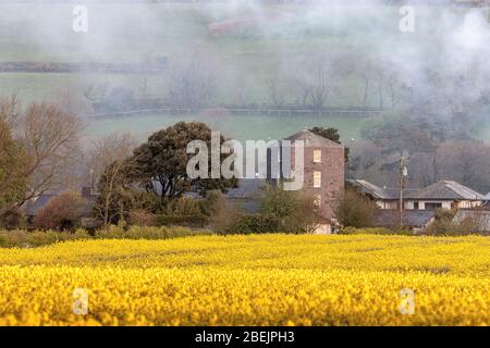 Shanagarry, Cork, Irland. April 2020. Die Morgensonne erhellt ein Feld von Raps im Ballymaloe House und auf dem Bauernhof Shanagarry in East Cork, Irland. - Credit; David Creedon / Alamy Live News Stockfoto