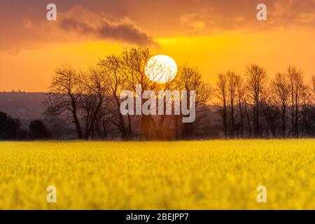 Shanagarry, Cork, Irland. April 2020. Sonnenaufgang über einem Rapsfeld im Ballymaloe House and Farm in Shanagarry, East Cork, Irland. - Credit; David Creedon / Alamy Live News Stockfoto