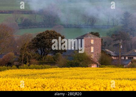 Shanagarry, Cork, Irland. April 2020. Die Morgensonne erhellt ein Feld von Raps im Ballymaloe House und auf dem Bauernhof Shanagarry in East Cork, Irland. - Credit; David Creedon / Alamy Live News Stockfoto