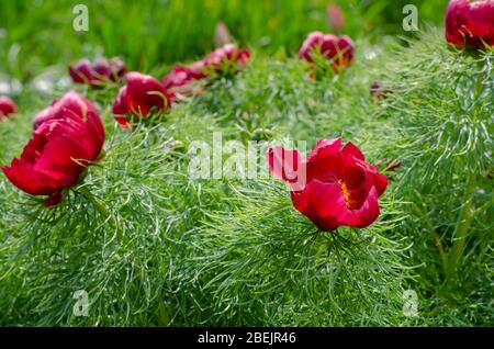 Kleinblättrige Pfingstrose oder Schmalblättrige Pfingstrose (Paeonia tenuifolia L.). Pfingstrosen blüht im Frühlingssonne. Anbau und Verkauf von Zierpflanzen. Auge l Stockfoto