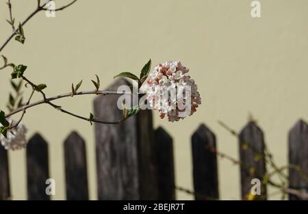 Weiße Blüten von virbunum burkwoodii Anne Russel, Osterschneball vor dem Holzzaun. Schöner Hintergrund für eine Montage, mit Kopierraum. Stockfoto