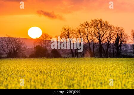 Shanagarry, Cork, Irland. April 2020. Sonnenaufgang über einem Rapsfeld im Ballymaloe House and Farm in Shanagarry, East Cork, Irland. - Credit; David Creedon / Alamy Live News Stockfoto