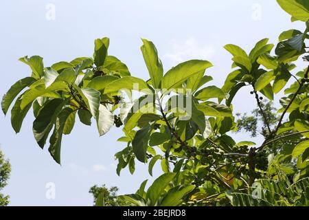 Heilpflanze von Thailand. Stockfoto