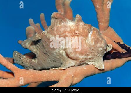 Riesenanglerfisch (Antennarius commerson) auf Schwamm, getarnt, Rotes Meer, Jordanien Stockfoto