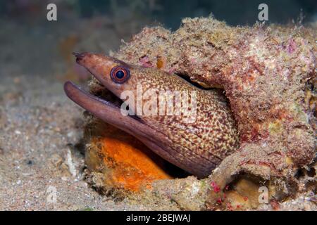 Gelbkantenmorai (Gymnothorax flavimarginatus) im Versteck, Rotes Meer, Jordanien Stockfoto