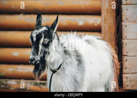 Eine grau-schwarze Pelzziege mit einem Halsband um den Hals steht in der Nähe eines alten hölzernen Bauernhofes. Viehzucht. Stockfoto