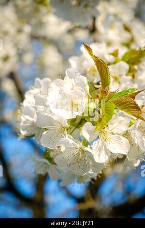 Schöne weiße Kirschblüten vor einem blauen Himmel mit strahlenden Farben und einer kurzen Schärfentiefe Stockfoto